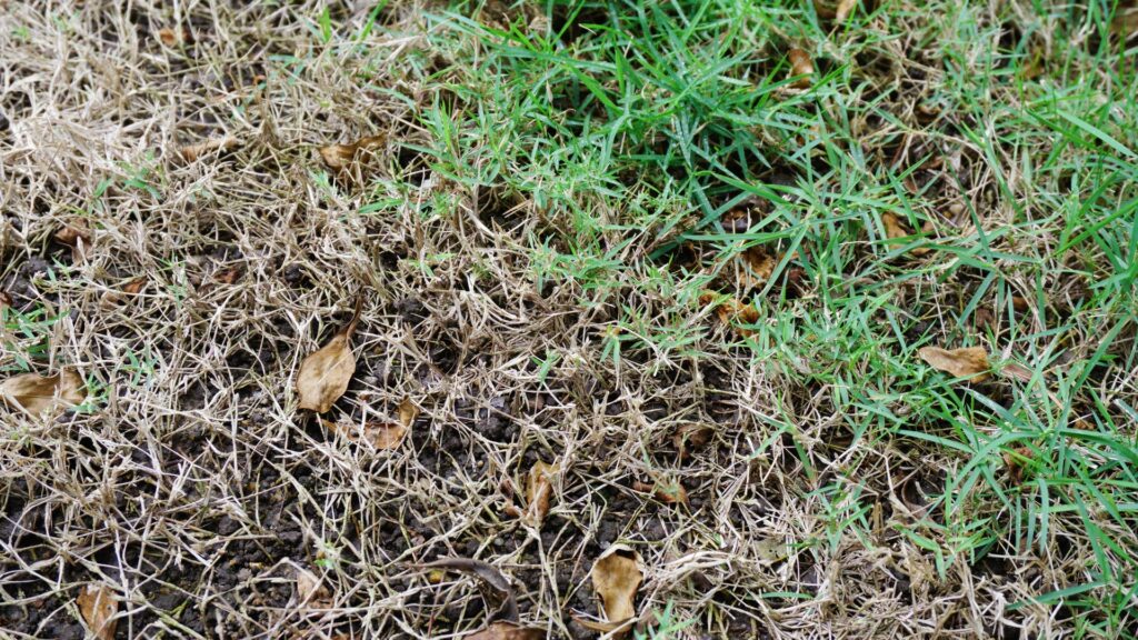 close-up of drought damaged grass with green weeds showing dormant vs dead lawn