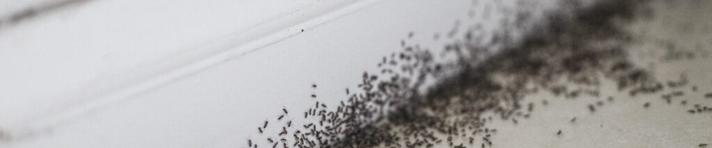 ant trail along kitchen baseboard showing how to get rid of ants in your house