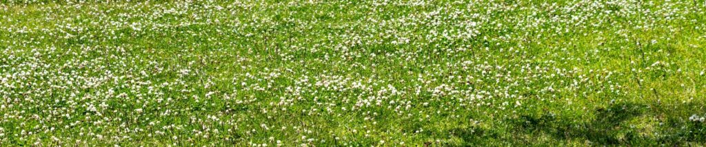 lawn covered in white clover flowers showing how to get rid of clover in lawn