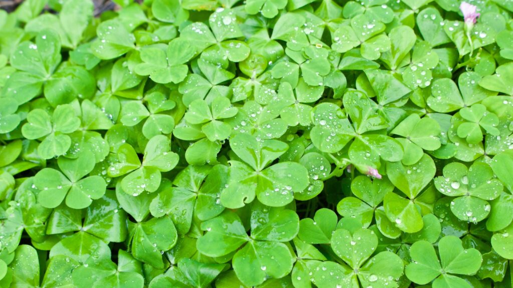 close-up of clover leaves with water droplets in lawn