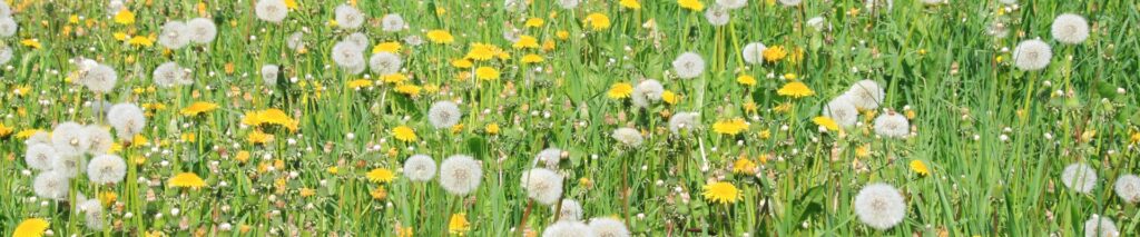 lawn covered in dandelion flowers and seed heads in the article How to Get Rid of Dandelions for Good