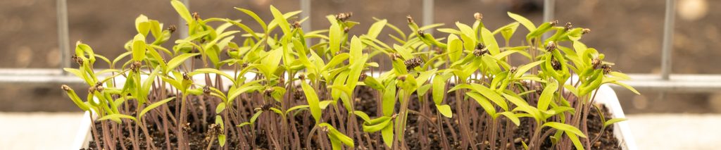how to grow tomatoes from seed — healthy tomato seedlings growing in a white indoor seed starting tray