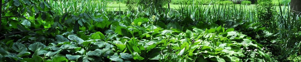 how to plant hostas — lush hosta plants lining a shaded garden path with stone pavers