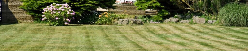 how to stripe a lawn — straight green stripes on a residential backyard lawn