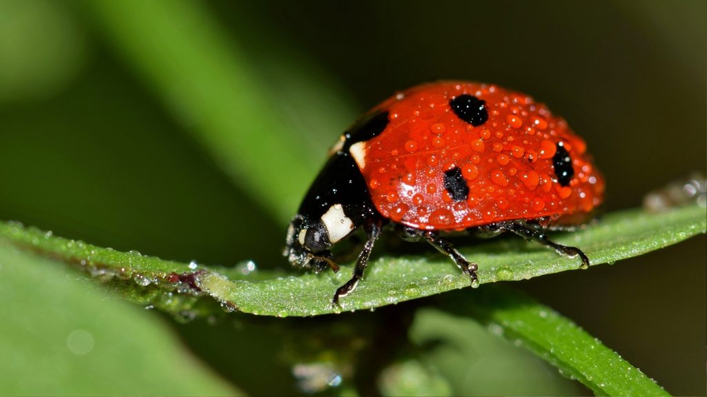 red ladybug with black spots resting on a green garden leaf — a beneficial insect for pest control