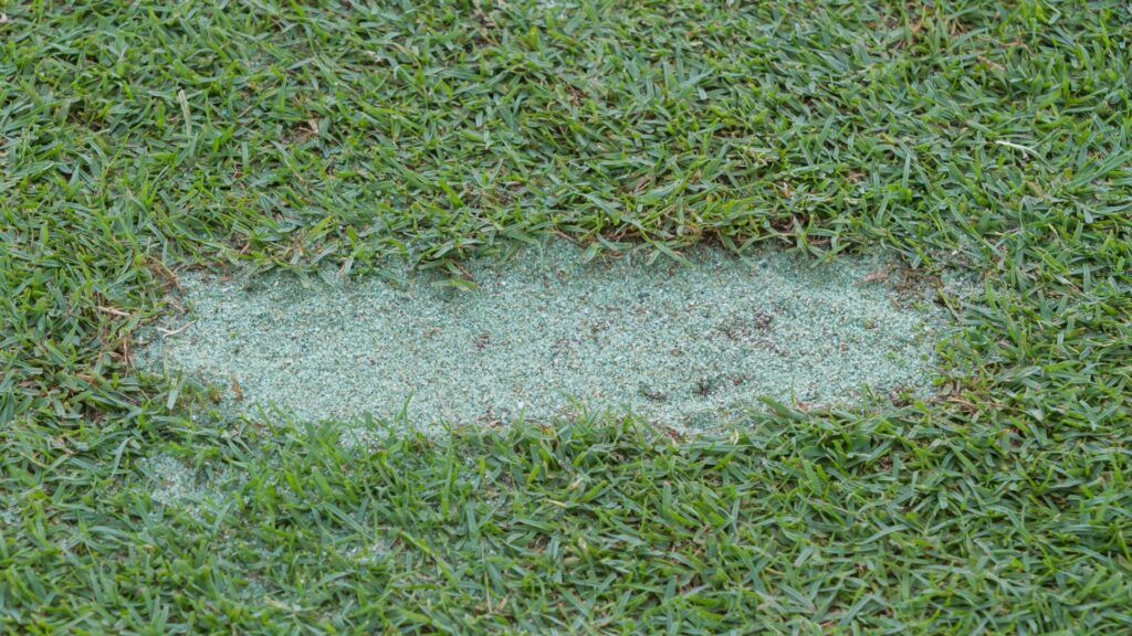 topdressing sand applied to a low spot in a lawn to level the surface