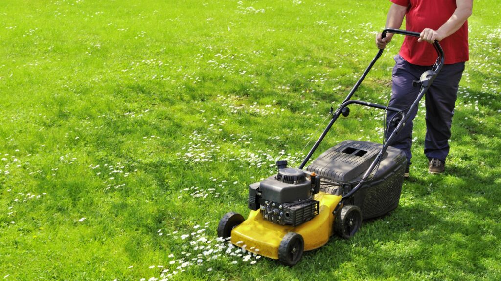 person mowing lawn full of clover and daisies showing result of mowing grass too short