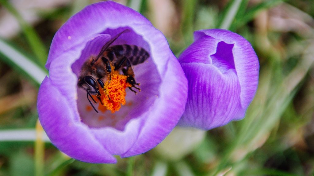 native bee collecting nectar inside a purple crocus flower in early spring