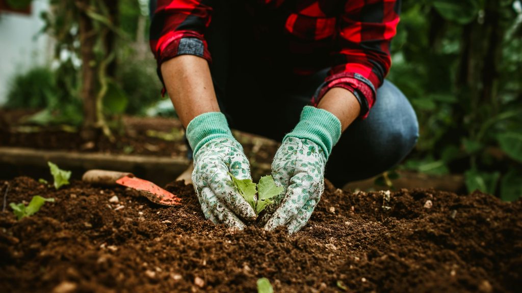 gardener in red flannel planting a hosta division into prepared garden bed soil