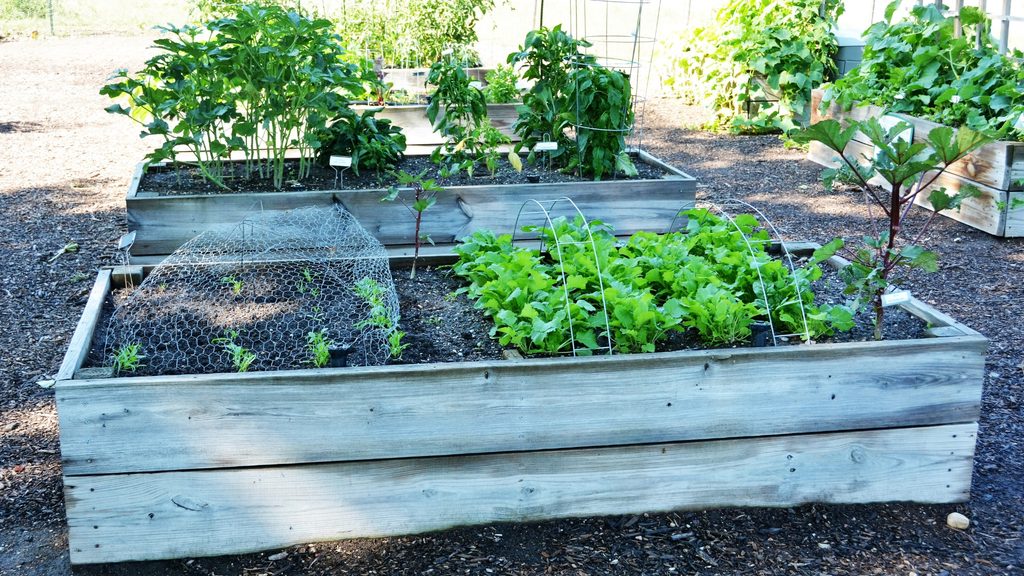 multiple raised garden beds with caged tomatoes and mixed greens growing in summer