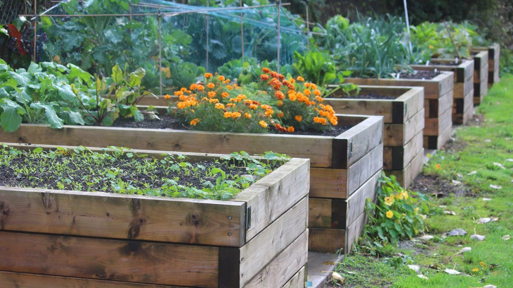 raised garden bed frame under construction with cedar lumber and corner stakes"