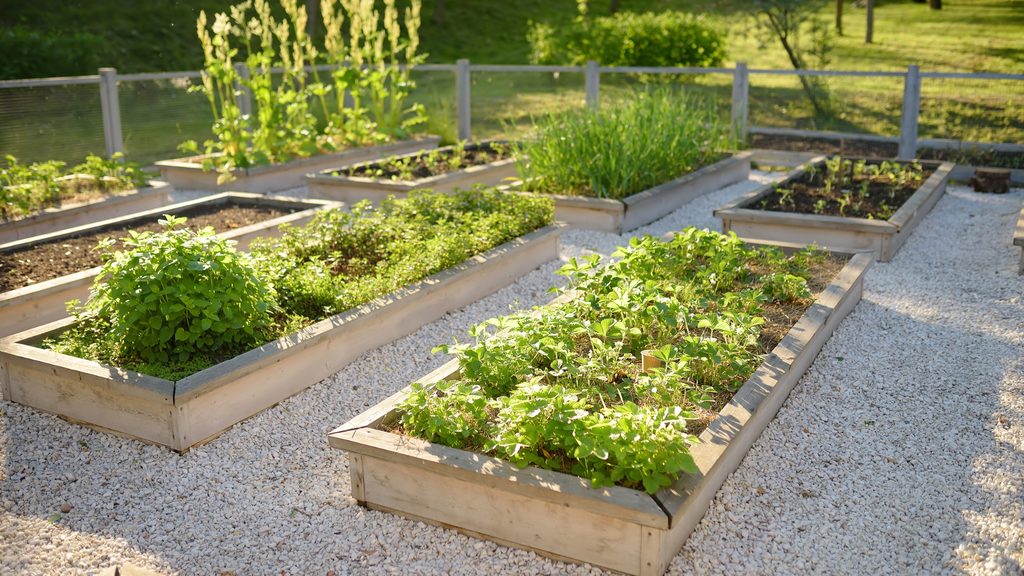 finished galvanized metal raised garden beds with herbs and vegetables growing