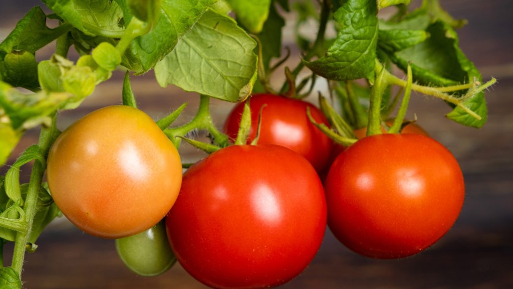 ripe red and orange tomatoes growing on the vine in a home garden