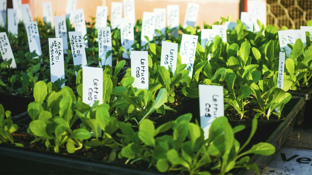 seed starting trays with labeled seedlings ready for transplanting into the garden