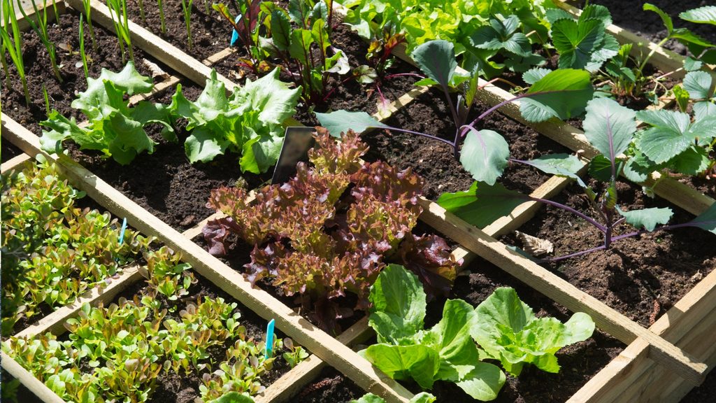 square foot raised garden bed divided into sections with lettuce and leafy greens