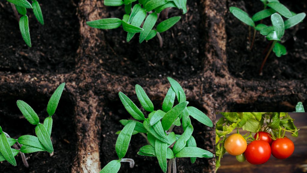 young tomato seedlings emerging in square seed starting grid cells indoors