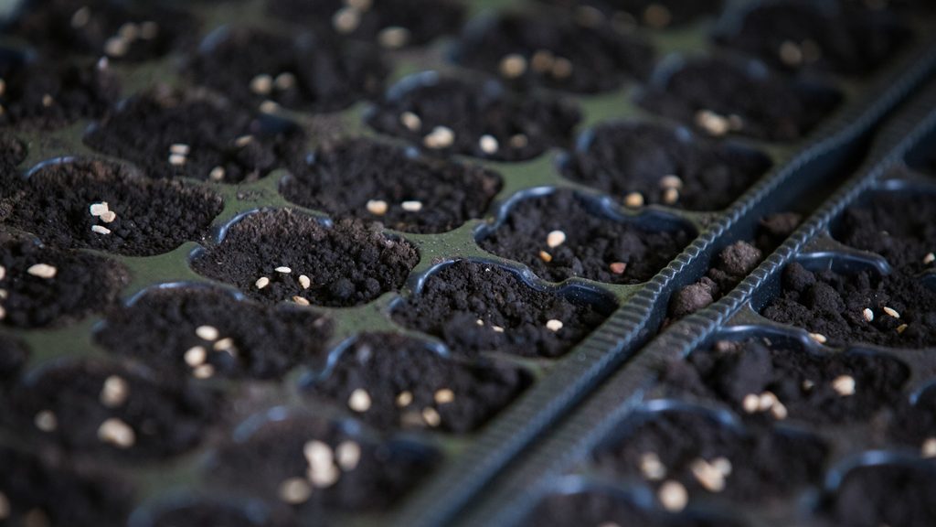 tomato seeds freshly planted in black seed starting tray cells with dark soil