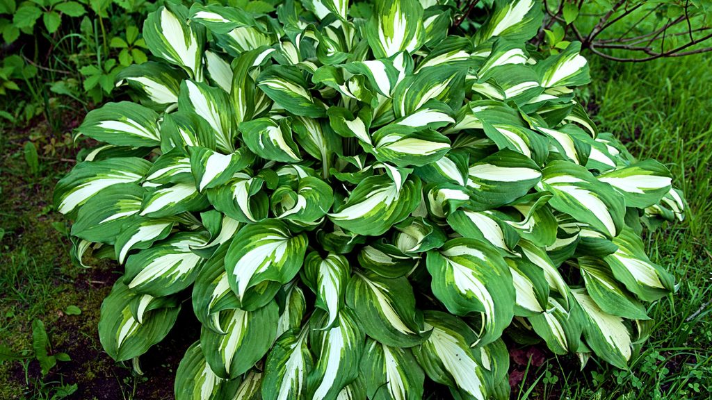 large variegated hosta plant with white-edged green leaves growing in a shaded garden bed
