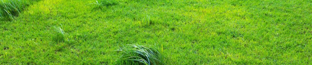 patchy lawn with uneven grass growth showing why is my grass growing in patches