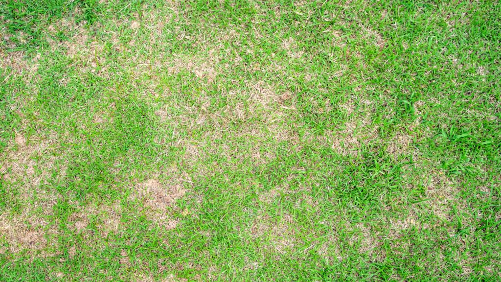 close-up of thinning patchy grass caused by compaction or disease
