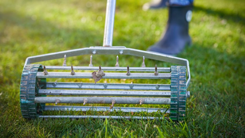 Spike aerator roller being pushed across a lawn to relieve soil compaction
