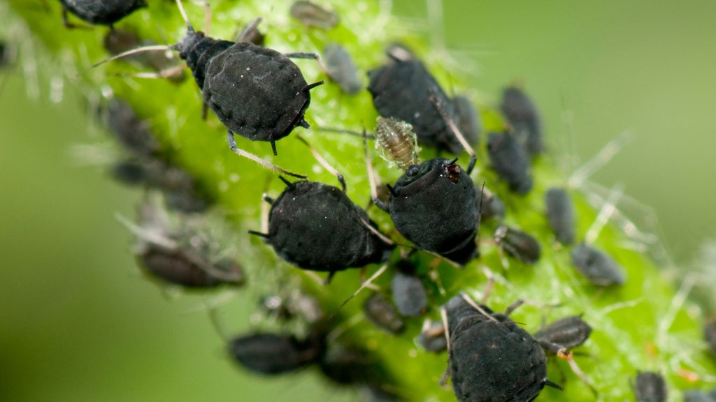 heavy infestation of black aphids clustered on a green garden plant stem