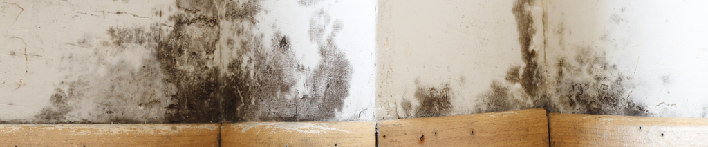 black mold growing in corner of white wall at baseboard with wood floor. Mold in your house