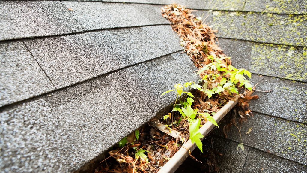severely clogged gutter filled with leaves and green plant growth from years of neglect