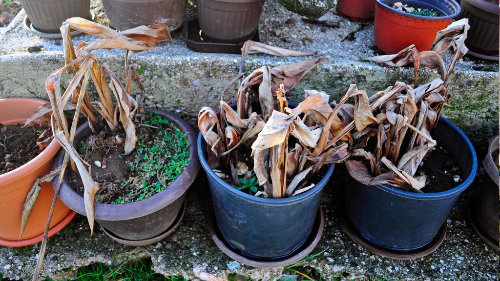 multiple container plants with completely scorched and dead foliage from summer heat damage
