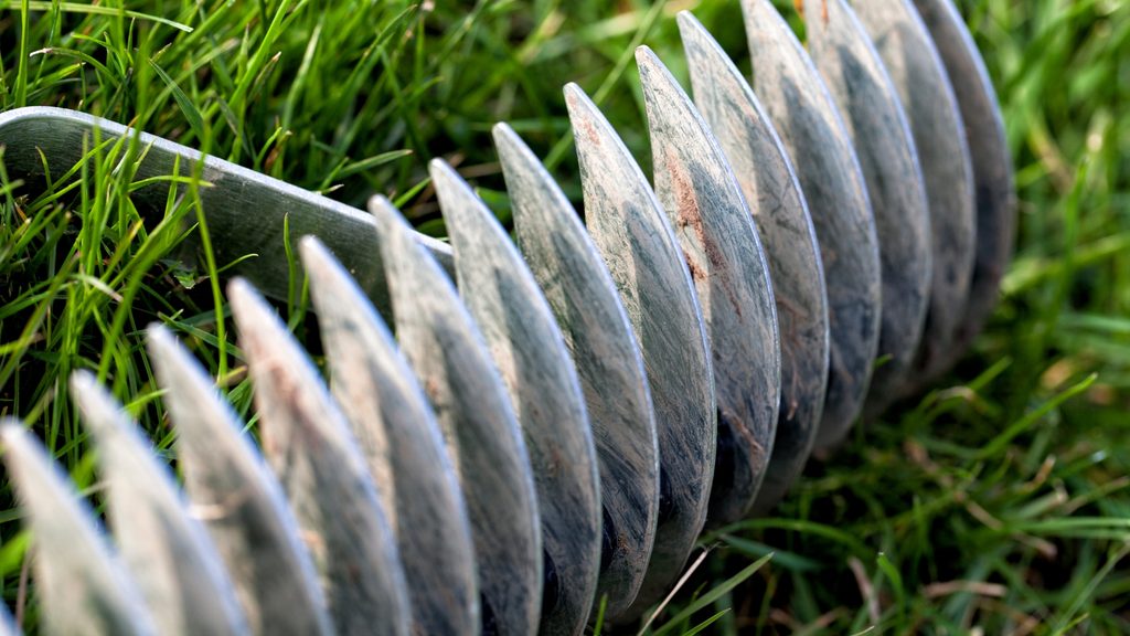 Close-up of sharp curved dethatching rake tines resting in green grass