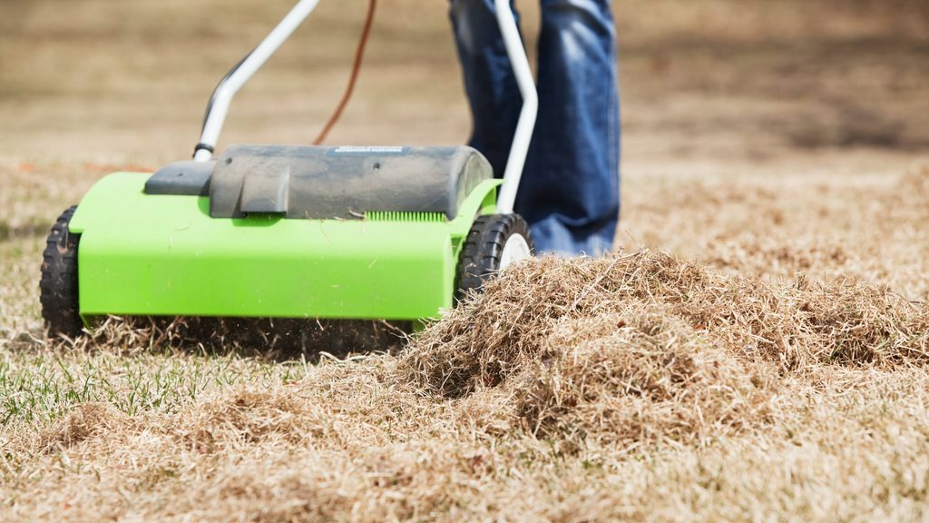 Electric dethatcher pulling up a pile of thatch from a lawn