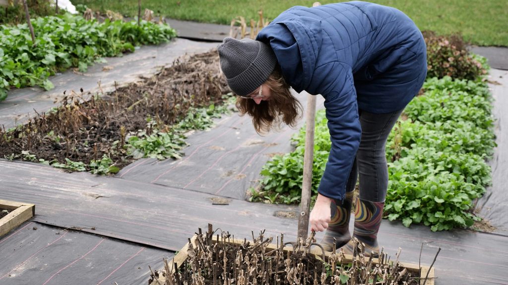 gardener cleaning out garden beds during fall yard cleanup before winter