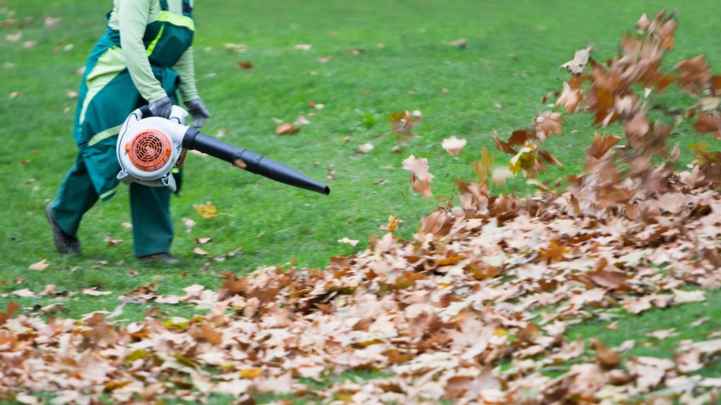 homeowner using leaf blower to clear fall leaves from lawn during yard cleanup
