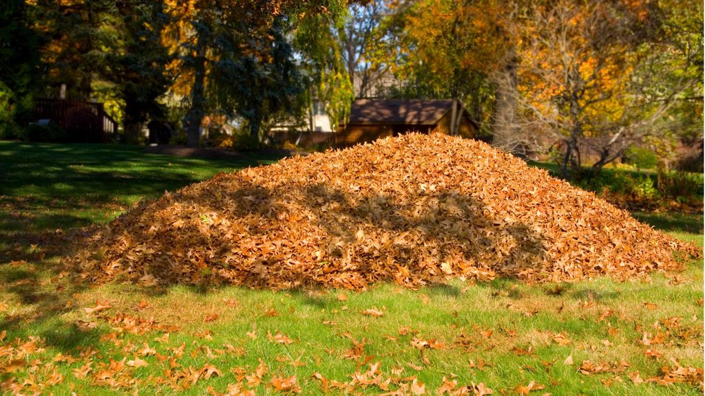 large pile of raked leaves in backyard with fall trees in background