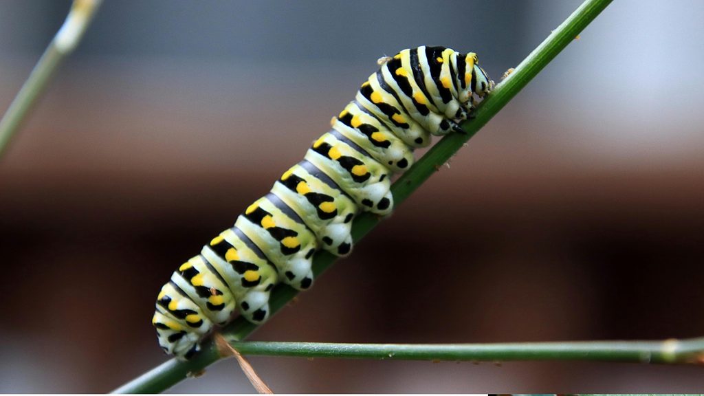 black and yellow striped caterpillar on a garden plant stem — common caterpillar pest in vegetable gardens