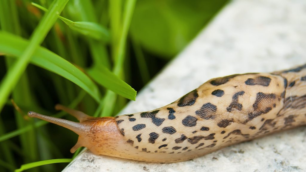 spotted garden slug on a stone surface near grass — common slug pest in home gardens