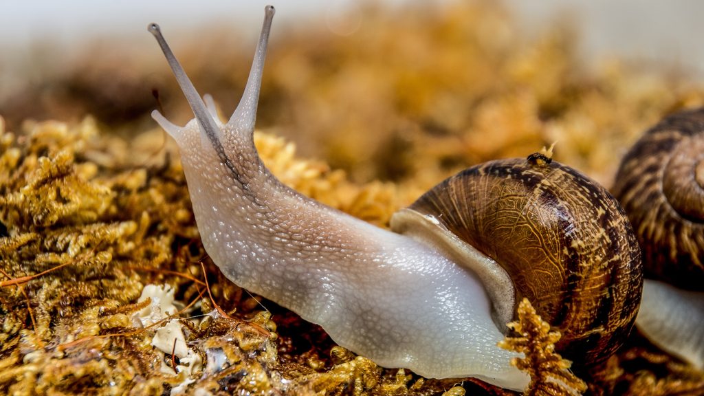 garden snail emerging from shell on mulch — slugs and snails are controlled with the same organic methods