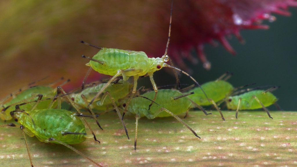 green aphids clustered on a garden plant stem — identifying aphids in the home garden