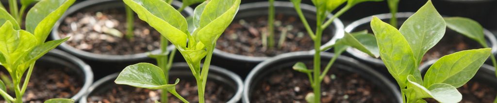 growing peppers in containers — pepper seedlings in small black nursery pots ready for transplanting