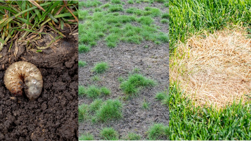 Three lawn damage causes side by side: a white grub in soil, a patchy bare lawn from pest or disease damage, and a dead brown heat zone surrounded by green grass