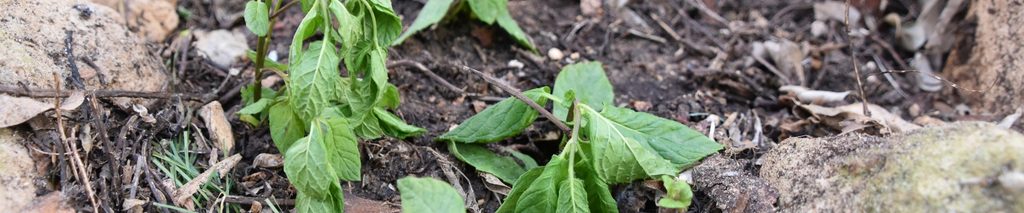 how to protect plants from heat — wilting garden plants with scorched leaves in dry rocky garden bed