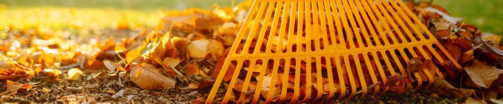 Orange leaf rake gathering fall leaves on a lawn in golden afternoon sunlight. How to rake leaves without killing grass