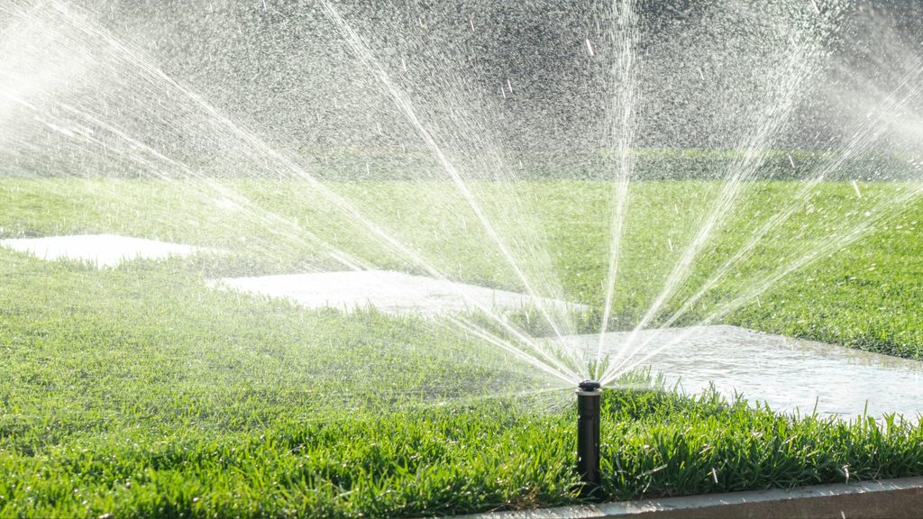 In-ground sprinkler head watering a green lawn on a sunny day