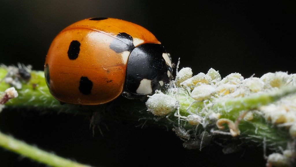 ladybug feeding on white aphids on a garden plant stem — natural aphid predator control