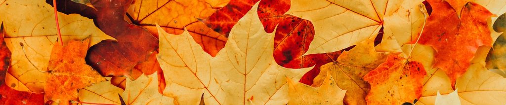 mulching-leaves-into-lawn-hero
Alt text: Close-up of colorful orange and red fall maple leaves on a lawn ready for mulch mowing