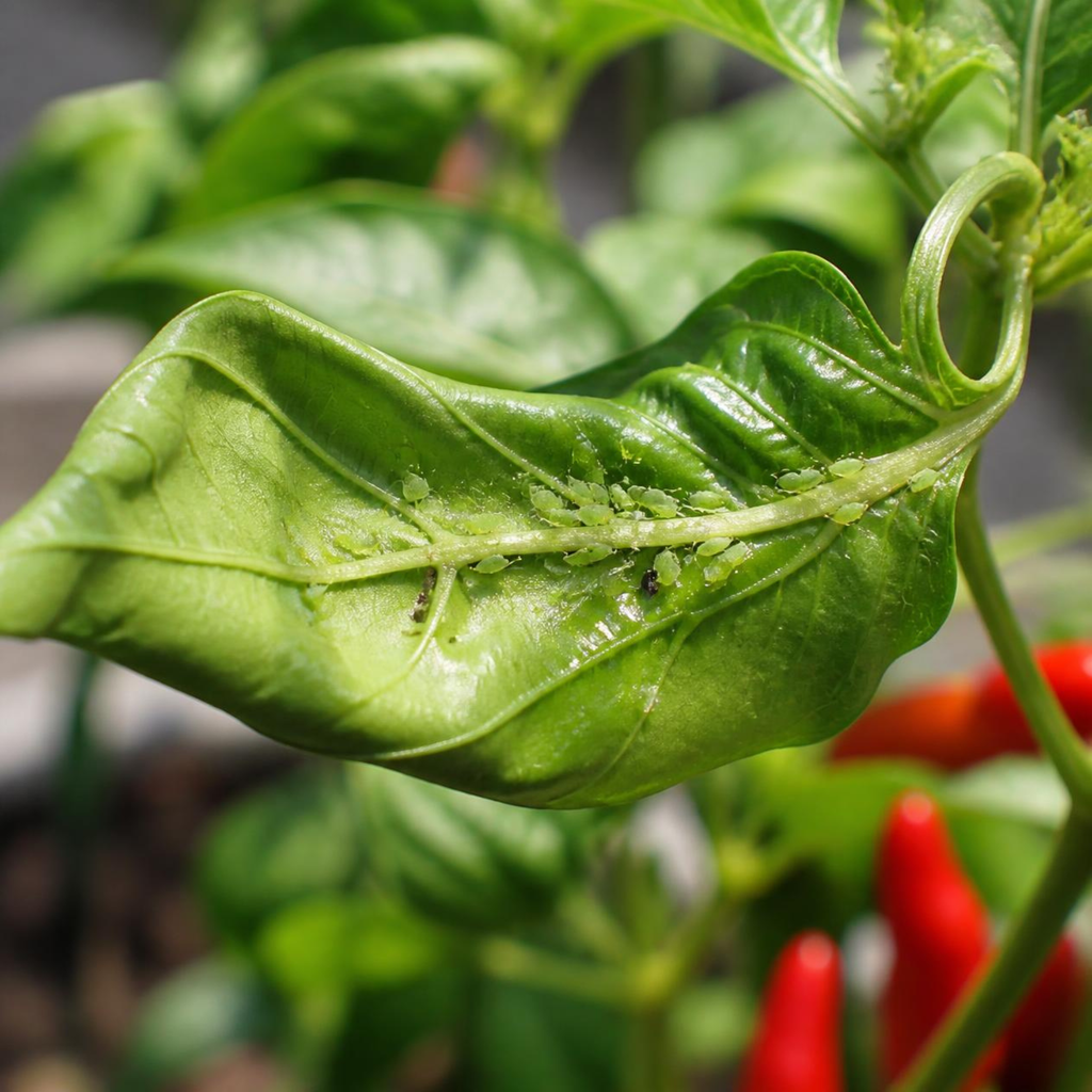 curled and cupped pepper plant leaf showing distorted new growth from aphid feeding damage