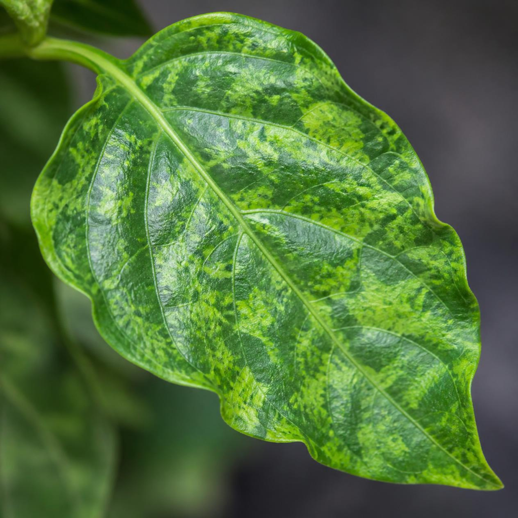 pepper plant leaf with mottled mosaic pattern showing irregular light and dark green patches — sign of viral disease