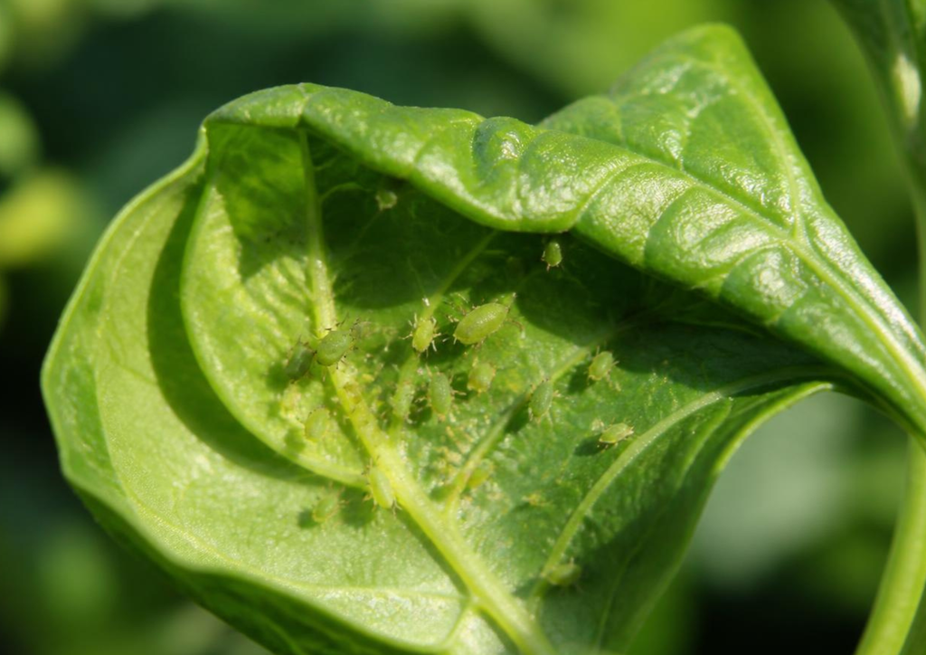 close-up of pepper leaf with mottled surface texture showing spider mite feeding damage