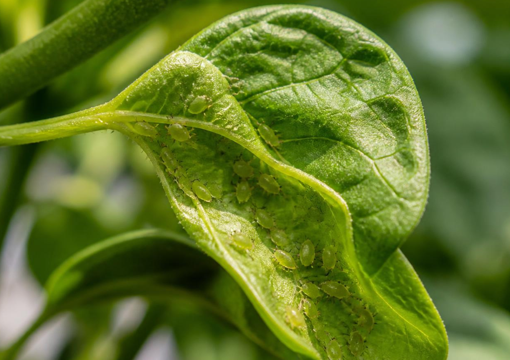 pepper plant leaf curling upward along the midrib — sign of heat stress or drought in the garden
