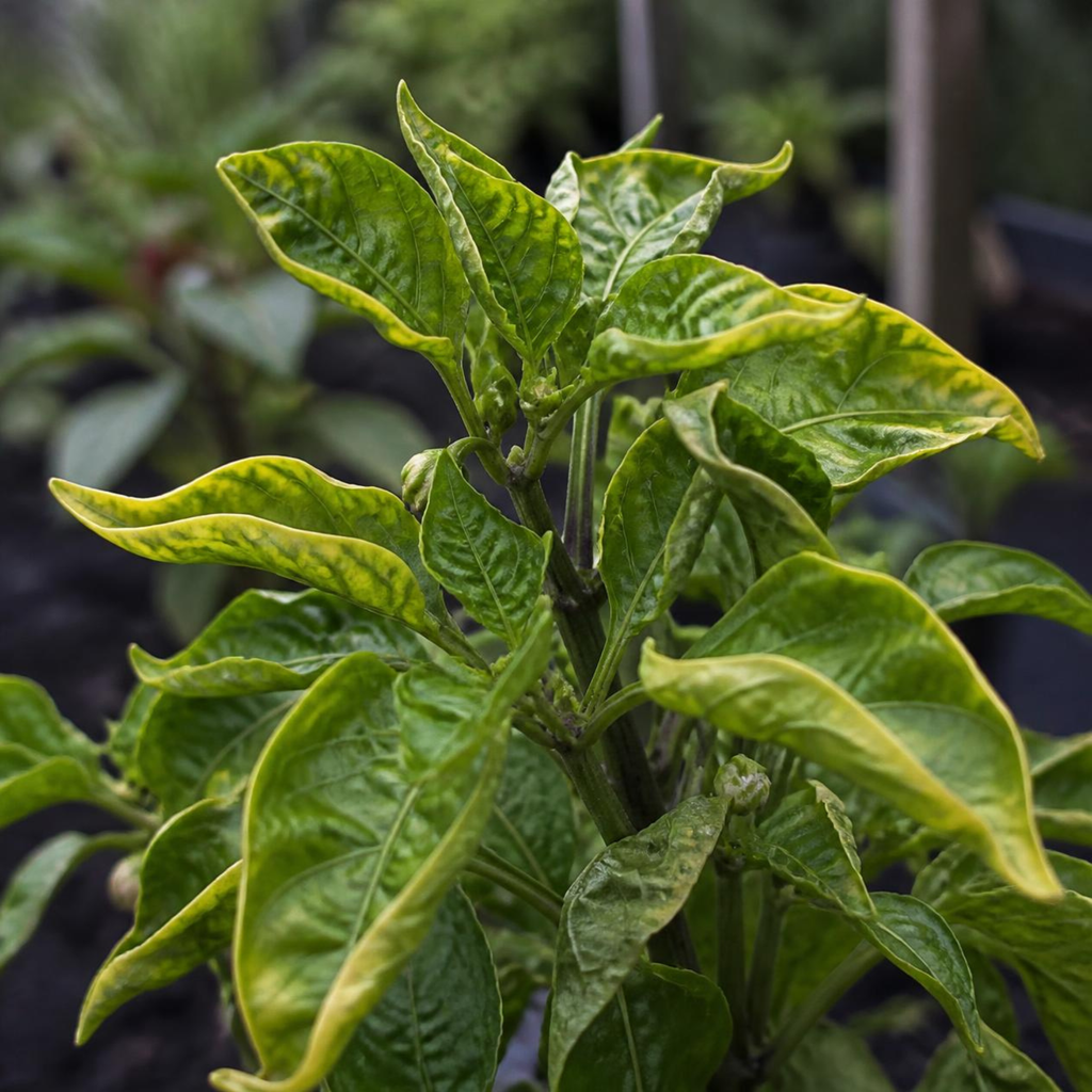 pepper plant leaves with yellowing outer edges and green centers showing nutrient deficiency curl